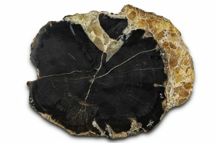 Petrified Wood (Schinoxylon) Limb Section - Blue Forest, Wyoming #371120